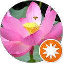 古代蓮 profile picture